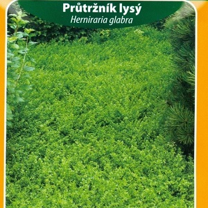 Průtržník lysý (semena)