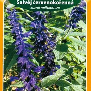 Šalvěj červenokořenná (semena)