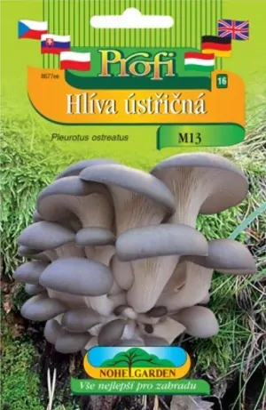 Hlíva ústřičná světle fialová, sadba
