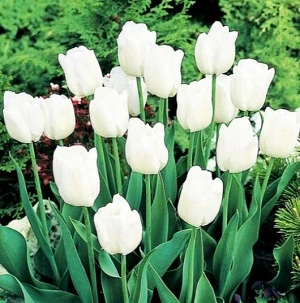 Tulipán bílý 5ks cibulek