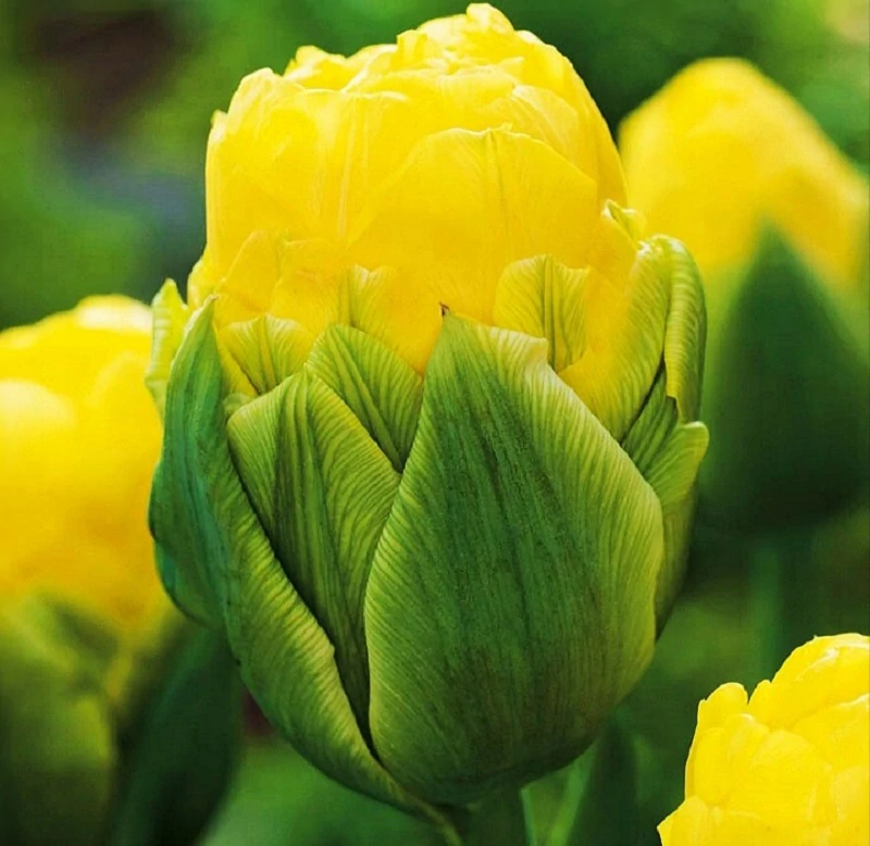 Tulipán Ledový Double Beauty Of Apeldorn 5 ks cibulek