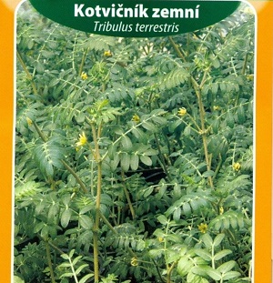 Kotvičník zemní (semena)