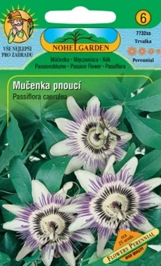 Mučenka pnoucí oranžová (semena)