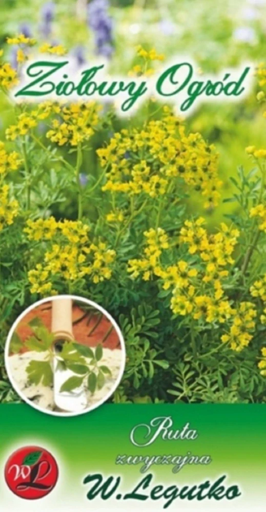 Routa vonná (semena)