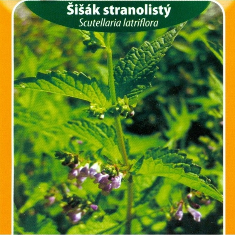 Šišák stranolistý (semena)