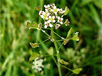 Kokoška pastuší tobolka (semena)