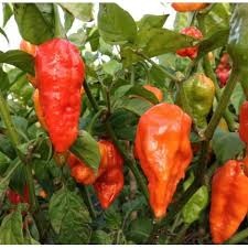 Chilli paprička, Naga Morich (semena)