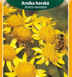 Arnika horská (semena)