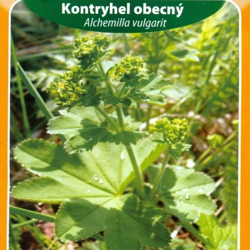 Kontryhel obecný (semena)