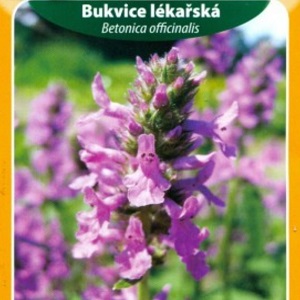 Bukvice lékařská (semena)