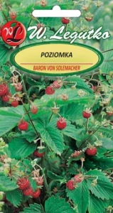 Jahodník lesní (semena)
