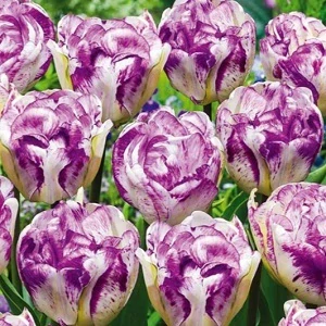 Tulipán Bílo-fialový 5 ks cibulek