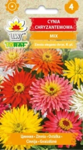 Ostálka chryzantémová mix (semena)
