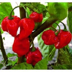 Chilli paprička, Habanero rosso (semena)