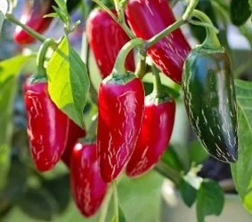 Chilli paprička Jalapeňo (semena)