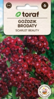 Hvozdík vousatý Scarlet beauty (semena)