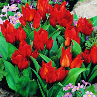 Tulipán Botanický Van Tubergen'S Variety 5 ks cibulek