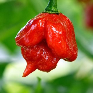 Chilli paprička, Jamaican Rosso (semena)