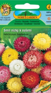Smil nízký, mix (semena)