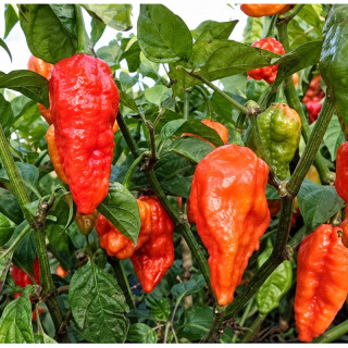 Chilli paprička, Naga Morich (semena)