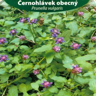 Černohlávek obecný (semena)